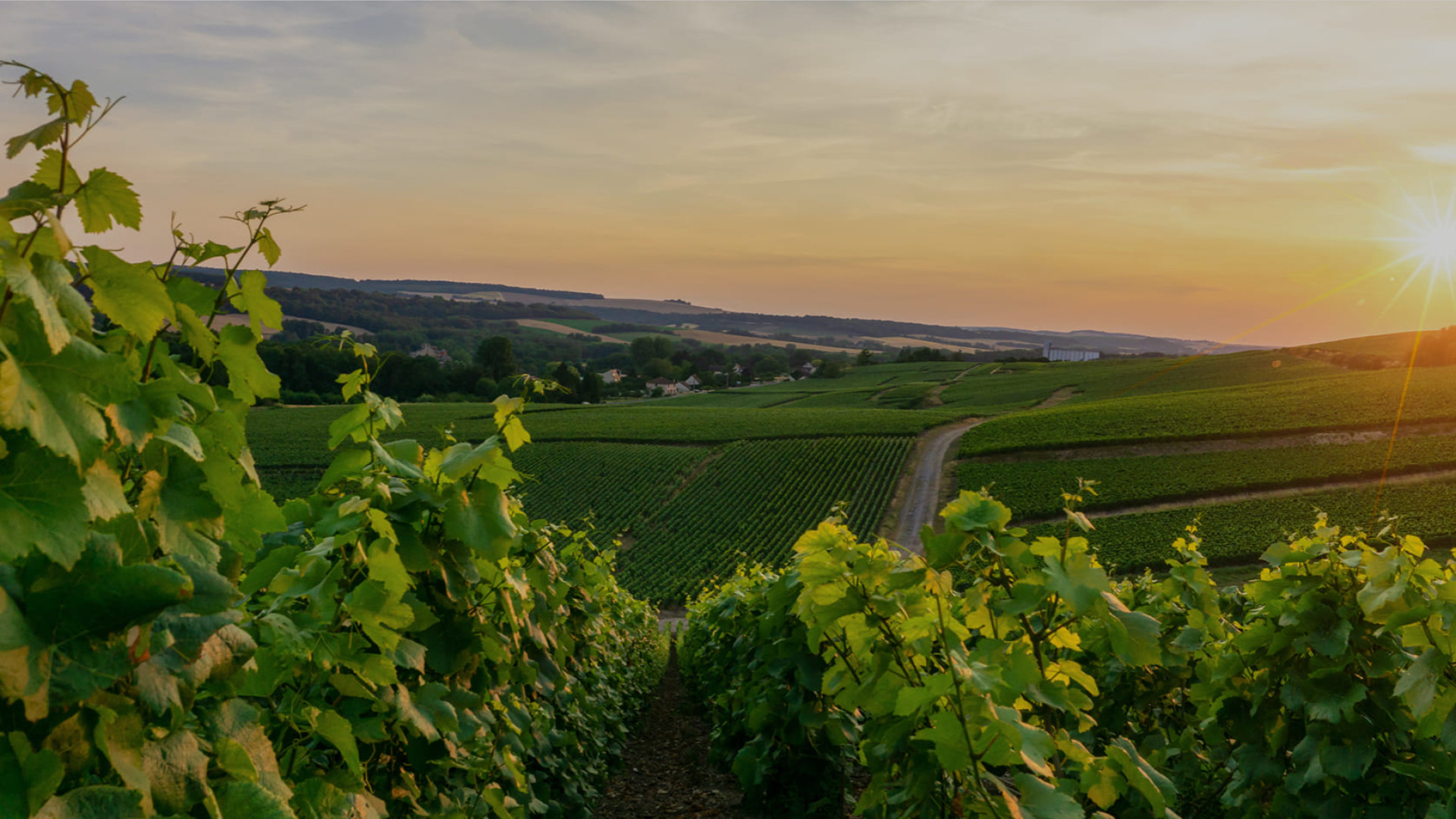 Collectors Wine World- Geschenkkarte im Wert von € 500* Collectors Wine World- Geschenkkarte im Wert von € 500*