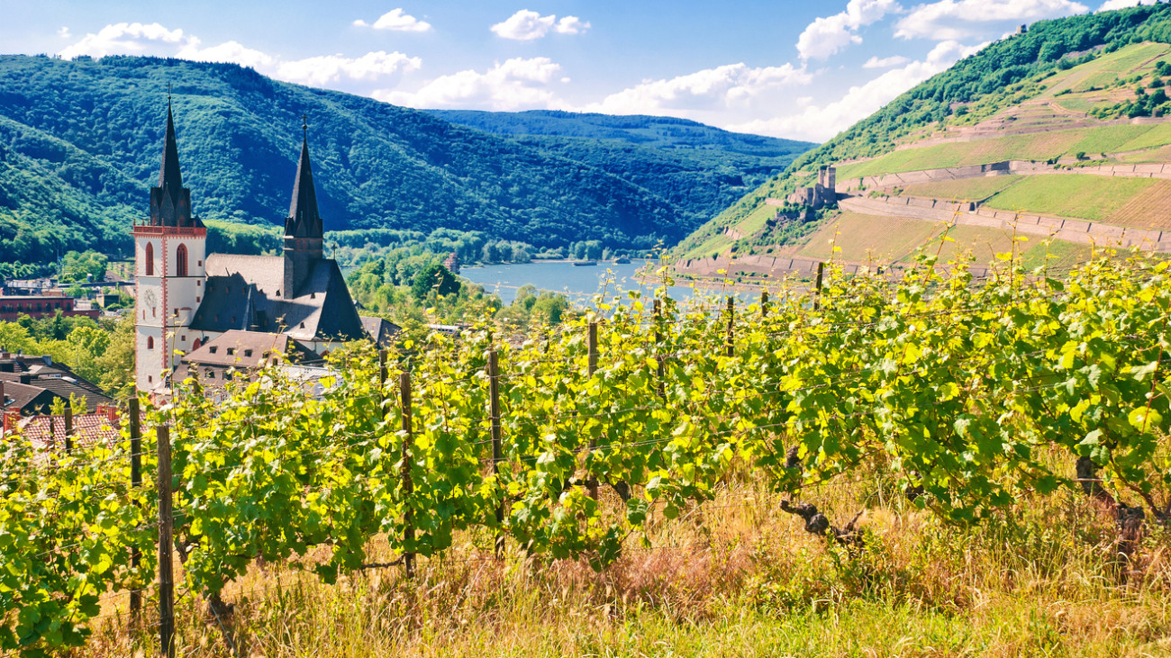 Ausblick über die Riesling-Weinberge bei Bingen