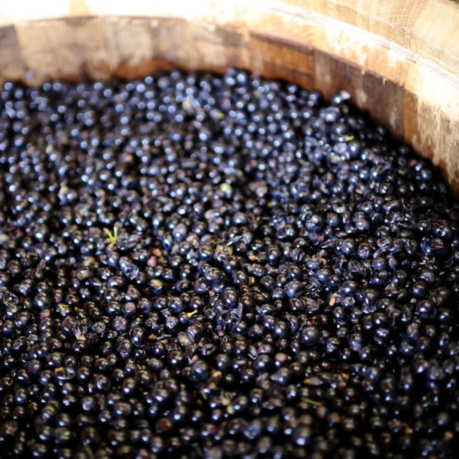 Was sind Tannine im Wein? – EuroCave Blog-Artikel: Alles über Wein Was sind Tannine im Wein? – EuroCave Blog-Artikel: Alles über Wein