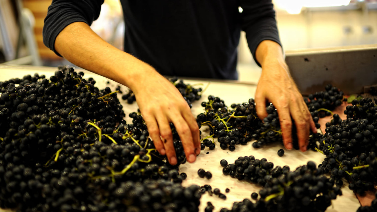 Foto der Traubensortierung während der Weinlese. Tannine befinden sich in den Trauben, genauer gesagt in ihren Schalen, Kernen und Stielen. Foto der Traubensortierung während der Weinlese. Tannine befinden sich in den Trauben, genauer gesagt in ihren Schalen, Kernen und Stielen.